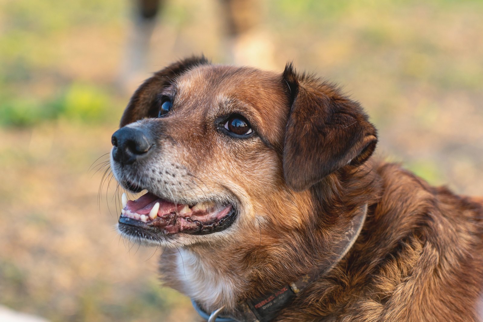 A brown mixed-breed dog smiling in an autumn garden
