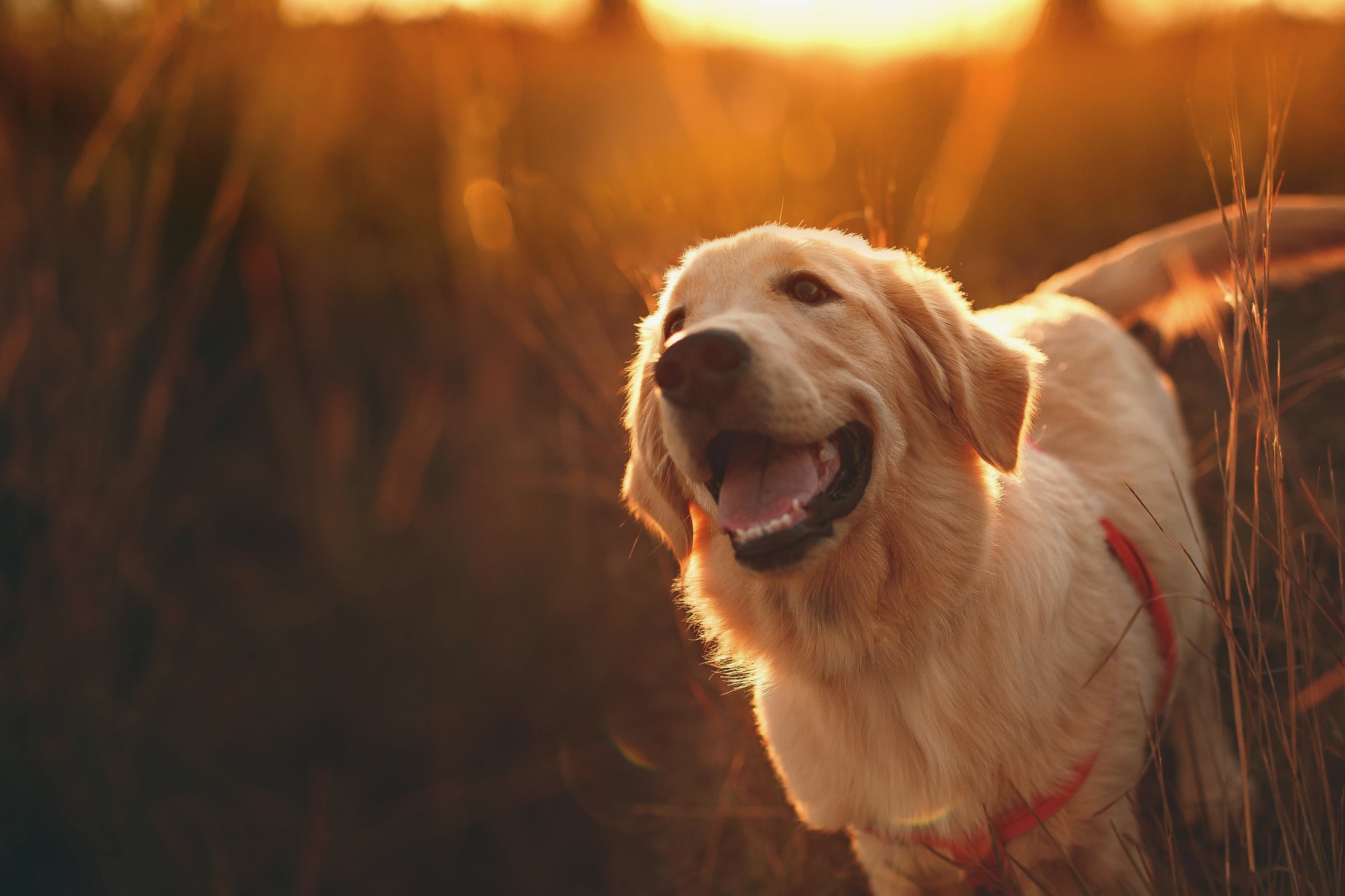 A happy golden retriever looking up in tall grass at sunset